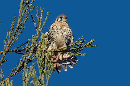 Male kestrel in the wild, perched on the tip of a branch and showing off his tail
