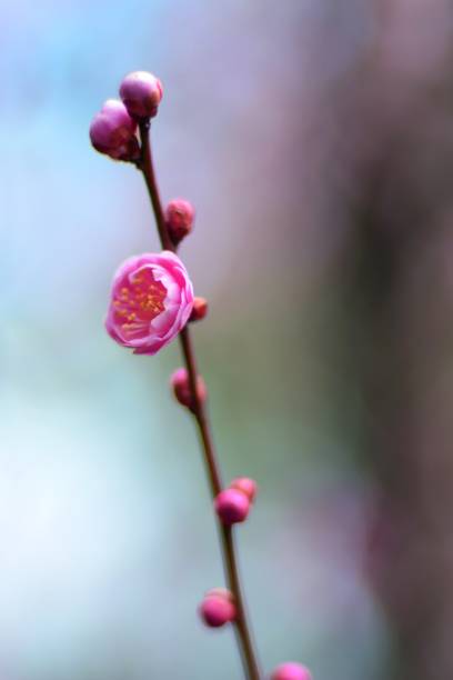 istock japanese apricot 928213616