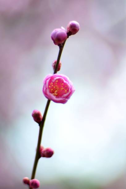 istock japanese apricot 928213640