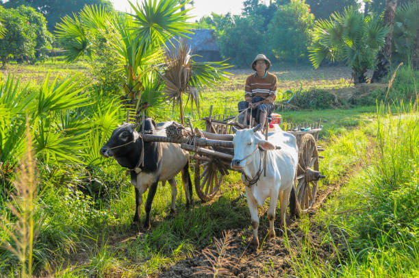 Mandalay, Myanmar - November 19 2014.  Ox cart on country lane near Mandalay