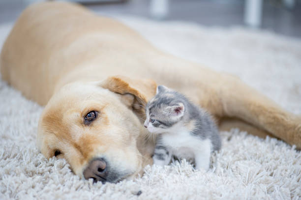 istock Kitten And Dog Together 928214718