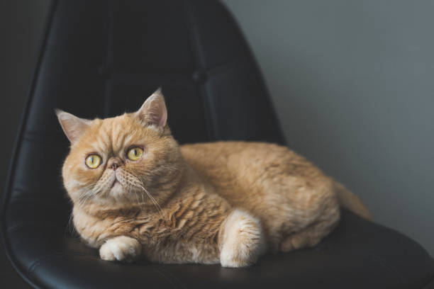 istock Beautiful exotic shorthair cat laying on leather chair. Toned image 928217708