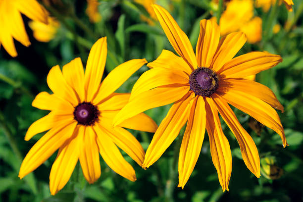 istock beautiful orange daisy in the garden 928218636