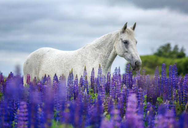 портрет лошади. - horse black stallion friesian horse стоковые фото и изображения