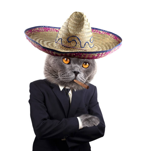 istock Funny thinking Mexican businessman cat 928223488