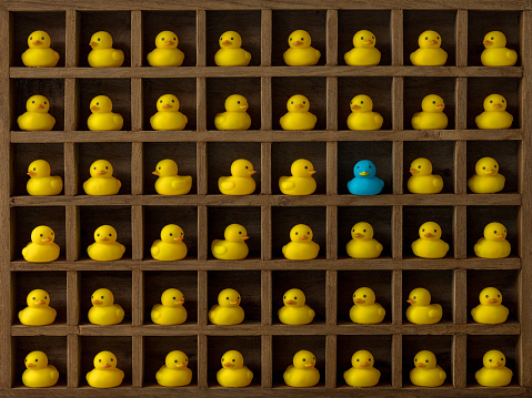 Many yellow rubber ducks sit in wooden pigeon hole compartments  with one compartment with a different blue duck Concept image regarding individuality, standing out from the crowd etc.