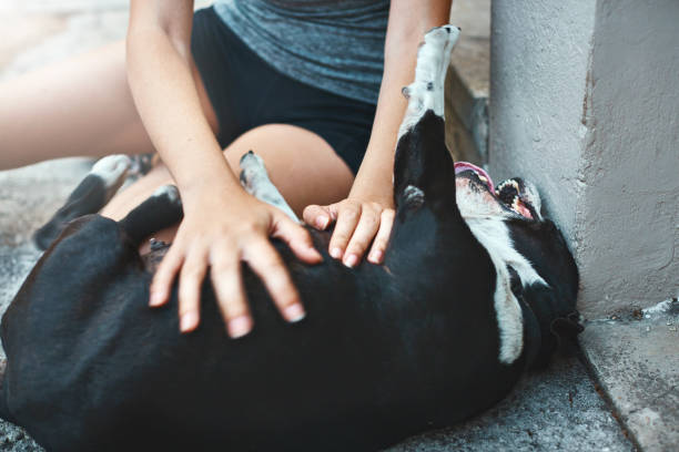 istock Woman tickling happy pet dog 928226684
