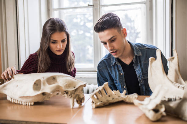 tierarzt studenten untersuchen tierknochen im klassenzimmer. - anatomy classroom human skeleton student stock-fotos und bilder