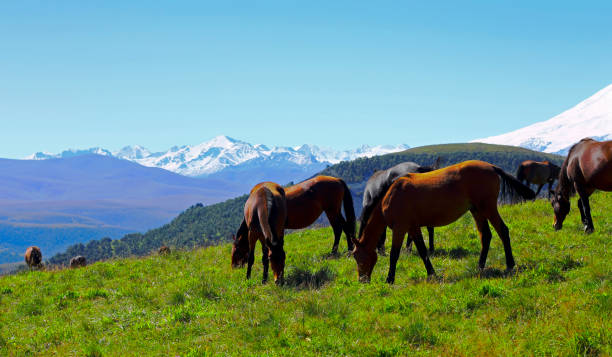 istock Horses on the summer autumn caucasus meadow 928235924