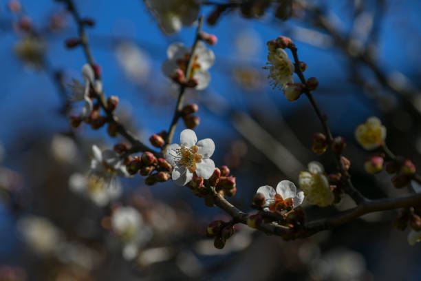 istock Plum blossoms in Japan 928239598