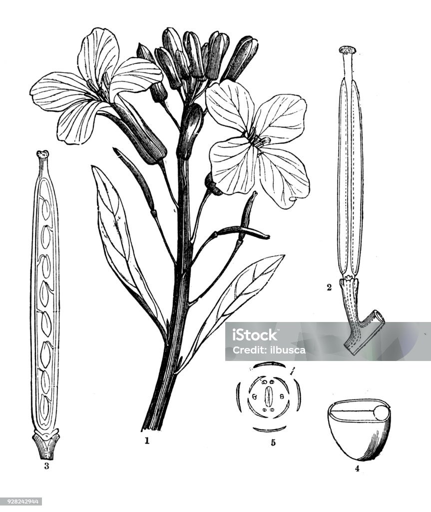 Thực Vật Học Thực Vật Học Cổ Khắc Minh Họa Erysimum Cheiri Syn ...