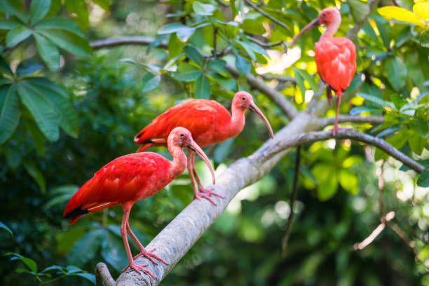 istock 3 red birds sitting on a tree branch 928246508