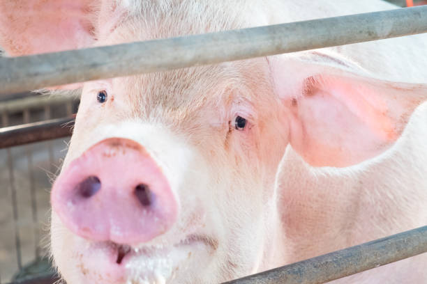 fermez les yeux, nez et bouche sale mère cochon. animaux fond. - whacked photos et images de collection