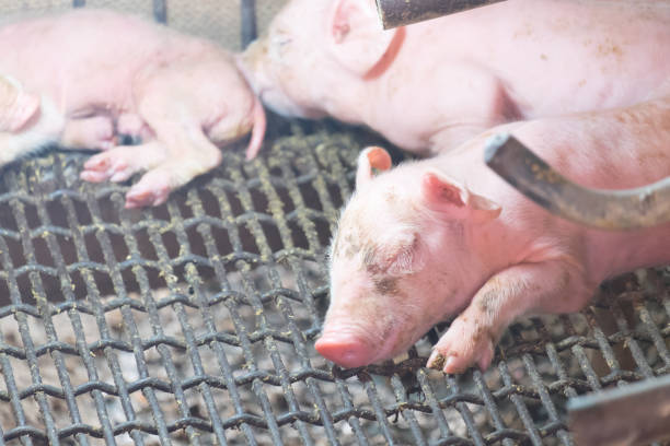 jeune sale porc, porcelet après avoir sucé dans le hangar de couchage. dormez bien après avoir mangé. - whacked photos et images de collection