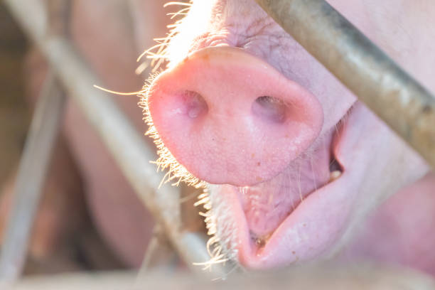 fermez les yeux, nez et bouche sale mère cochon. animaux fond. - whacked photos et images de collection