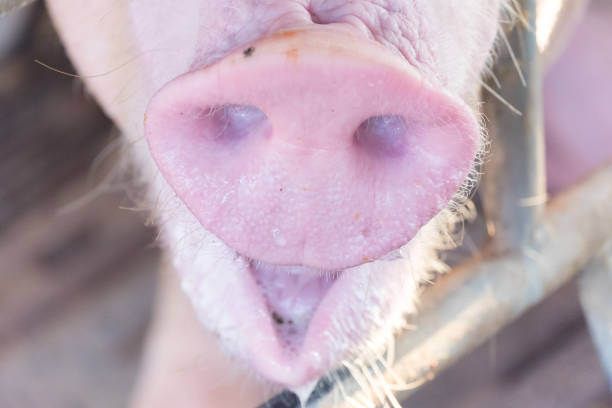 fermez les yeux, nez et bouche sale mère cochon. animaux fond. - whacked photos et images de collection