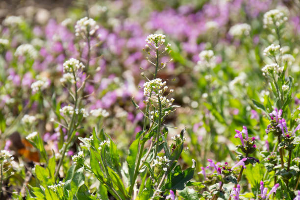 istock Capsella bursa-pastoris blooming in the field of spring 928247764