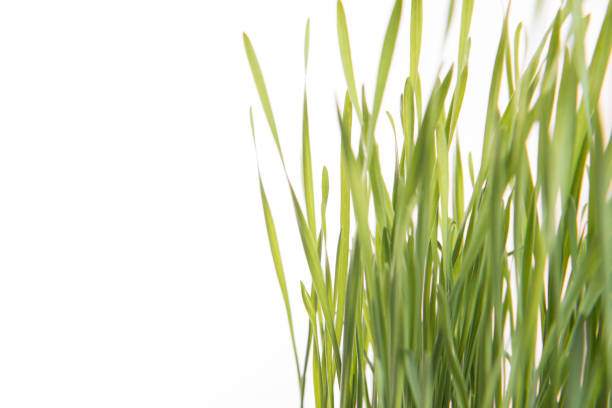 close-up fresh green wheat isolated on white background. for cat eat