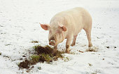 domestic pig, farm animal eating grass
