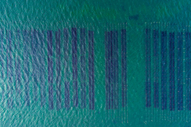Above the aquaculture business.