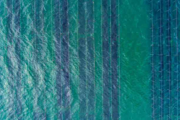 istock Above the aquaculture business. 928255038