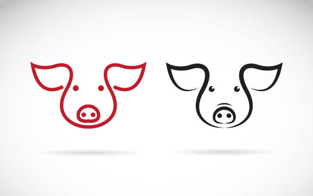 illustrations, cliparts, dessins animés et icônes de vecteur d’un dessin de tête de cochon sur un fond blanc. animaux de la ferme. illustration simple vectoriels éditables de couches. - pig