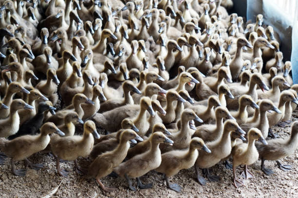 grupo do pato de campbell khaki - dentre as mais prolíficas camadas de ovos das raças pato. - crossbreeding - fotografias e filmes do acervo