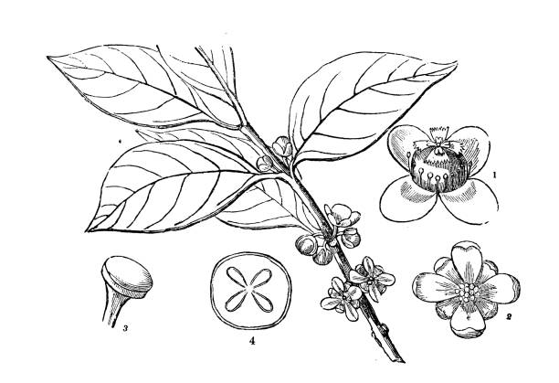 Botany plants antique engraving illustration: Garcinia gummi-gutta (Garcinia cambogia, brindleberry, Malabar tamarind) Botany plants antique engraving illustration: Garcinia gummi-gutta (Garcinia cambogia, brindleberry, Malabar tamarind) bud candy stock illustrations
