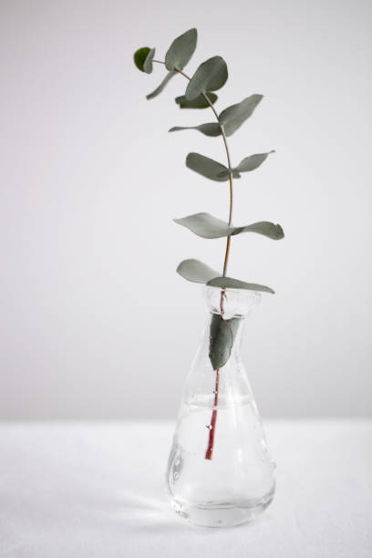 istock eucalyptus branches in a beautiful vase on white background 928275850