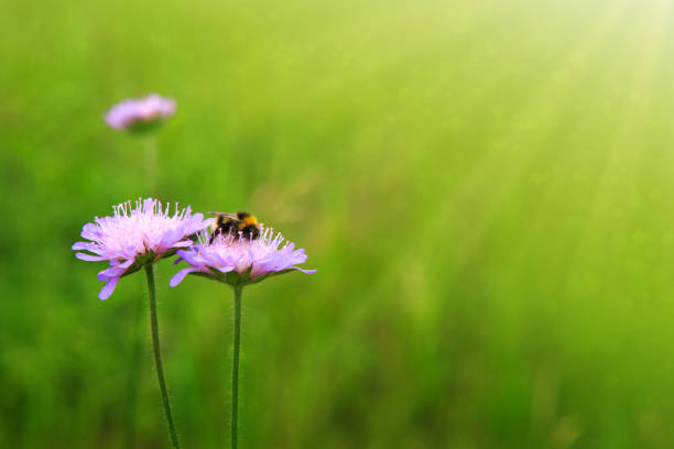 Bee on purple caucasian scabious in garden in summer.Nature background.