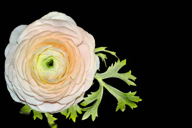 Beautiful single pale-pink ranunculus flower with green leaves close up,  isolated on black background with space for text - elegant detail for your floral design