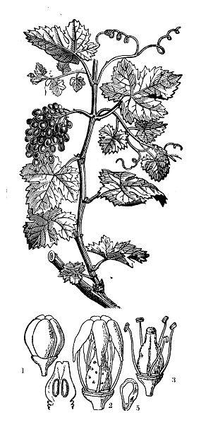 Botany plants antique engraving illustration: Vitis vinifera (grape vine)