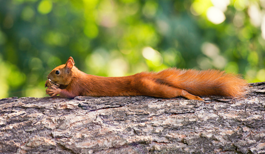 Red-haired squirrel hanging on a tree with a nut