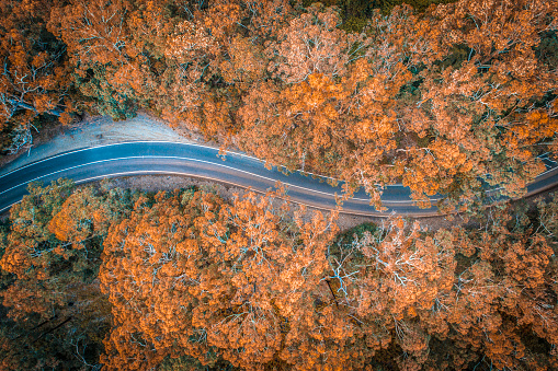 Shot of road in the middle of forest in Australia.