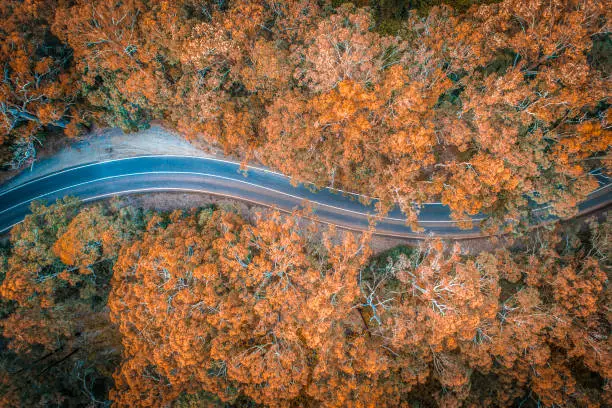 Photo of Road in the middle of forest in Australia