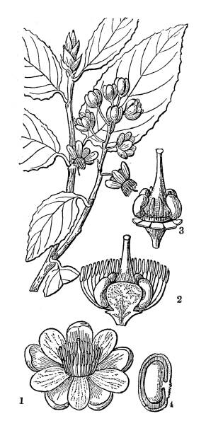 ботаника растений антикварная гравировка иллюстрация: ochna dubia - ochoa stock illustrations