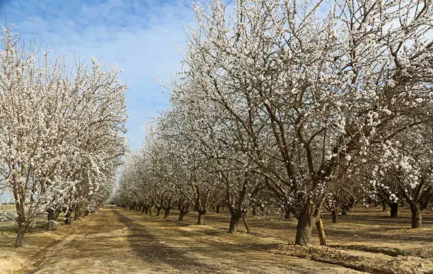Photo of Almond plantation