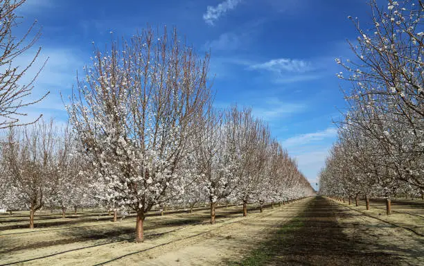 Photo of Blossom trail with plum trees