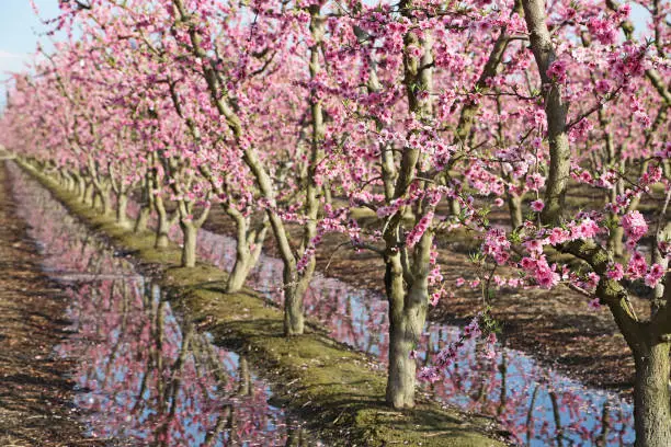 Photo of Pink blooming orchard