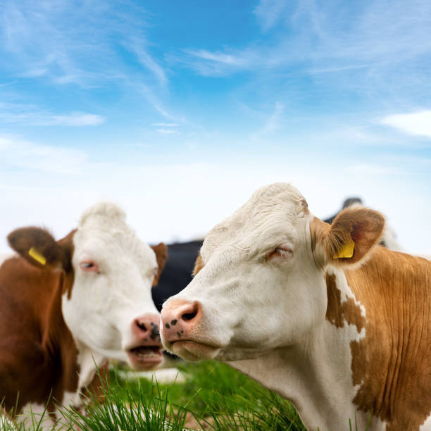 istock White and Brown Cows on Green Grass and blue sky with clouds 928299912