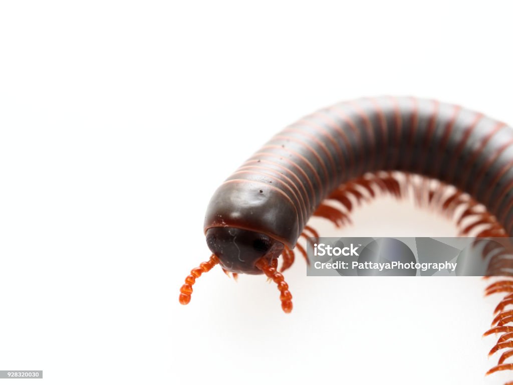 Millipedes Côn Trùng Có Thân Dài Và Nhiều Chân Trông Giống Như Rết ...