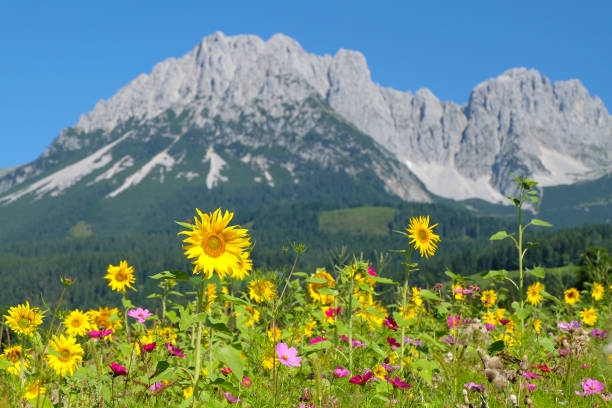 istock View to the mountain range Wilder Kaiser / Tirol 928327758