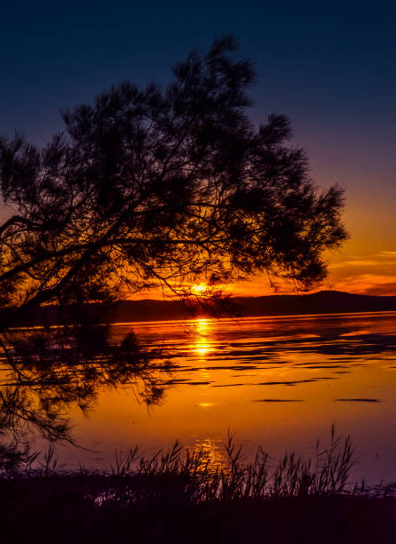 Silhouette Of Tree During Sunset Near Lake