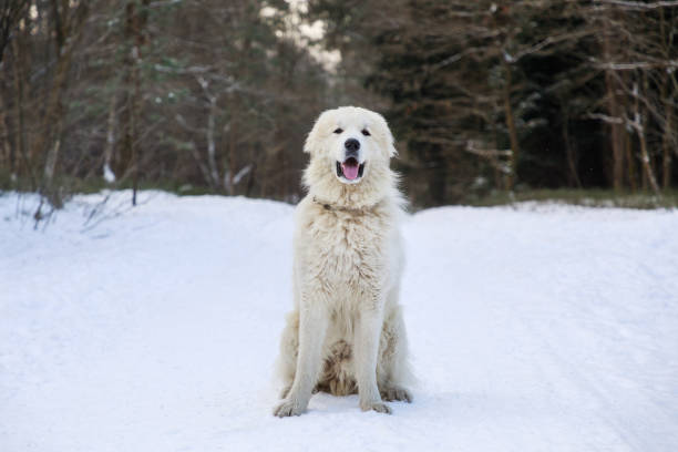 pirenaica perro - pyrenean fotografías e imágenes de stock