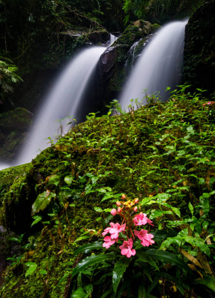 istock Waterfall in the deep forest at Phetchaboon Province; Thailand. Water fall landscape concept. Pink flower 928334946
