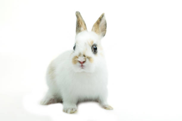istock Baby of orange rabbit on white background 928336770