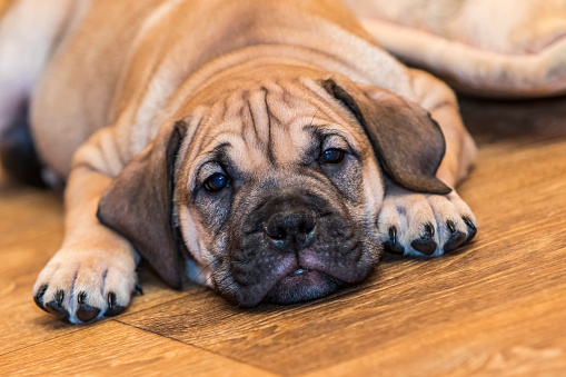 Brown 9 weeks old Ca de Bou (Mallorquin Mastiff) puppy dog lying on a parquet floor