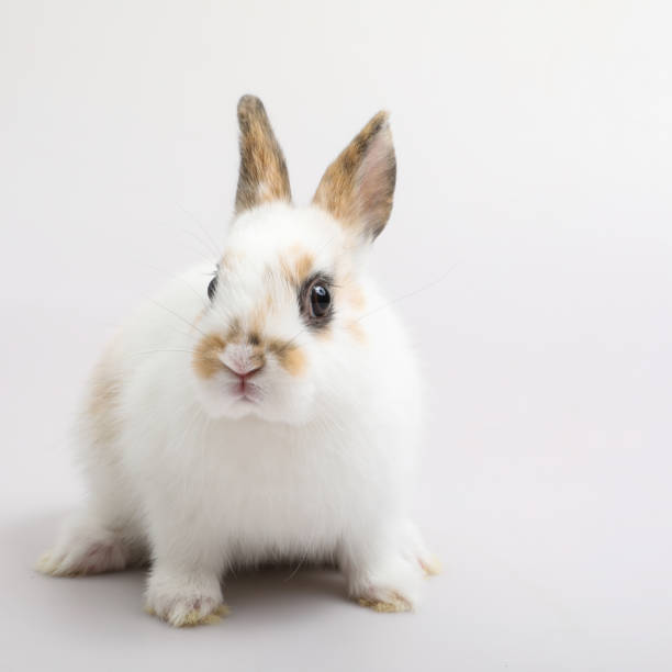 istock Baby of orange rabbit on white background 928336806