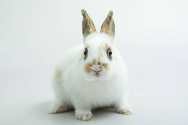 istock Baby of orange rabbit on white background 928336954