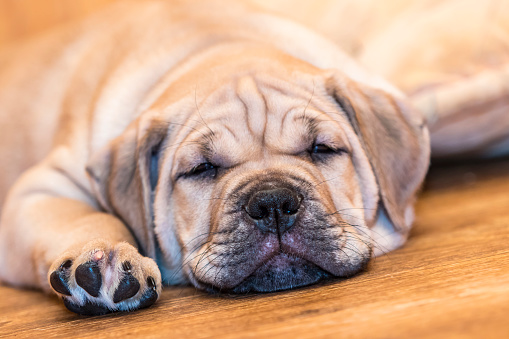 Brown 9 weeks old Ca de Bou (Mallorquin Mastiff) puppy dog sleeping on a parquet floor